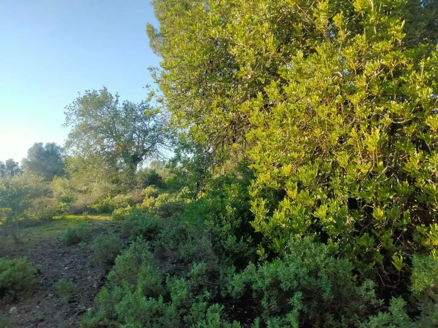 Terreno rústico en venta en Porreres