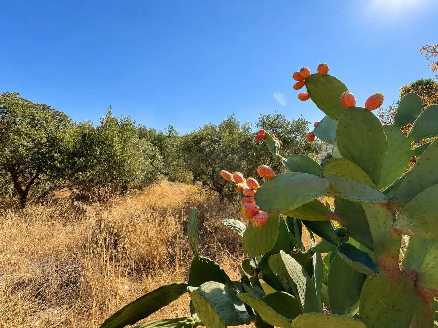 Terrain rustique à vendre à Riba-roja d'Ebre, imagen 8