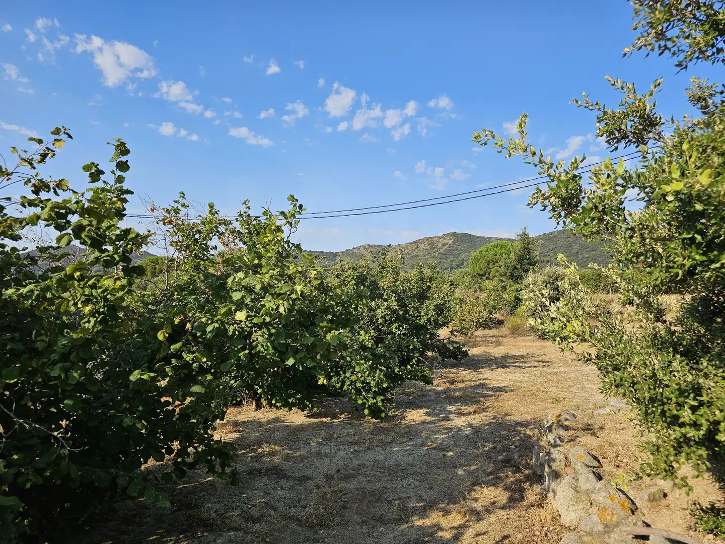Terrain rustique à vendre à Alforja, imagen 31