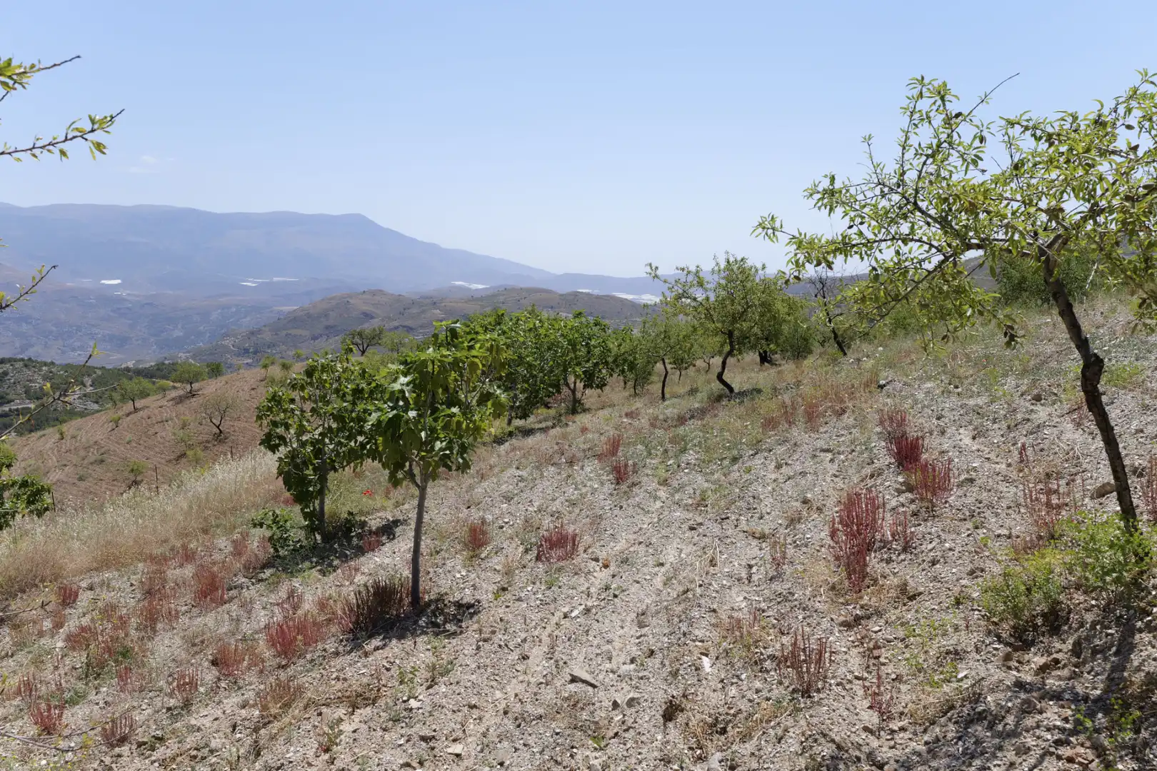 Land for sale in Murtas