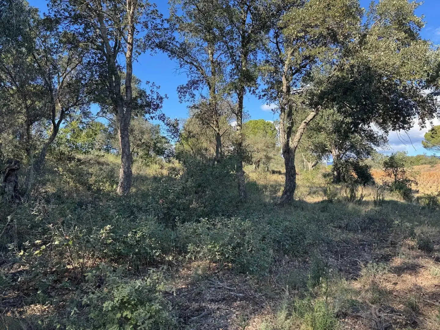 Rural land for sale in Rabós, imagen 7