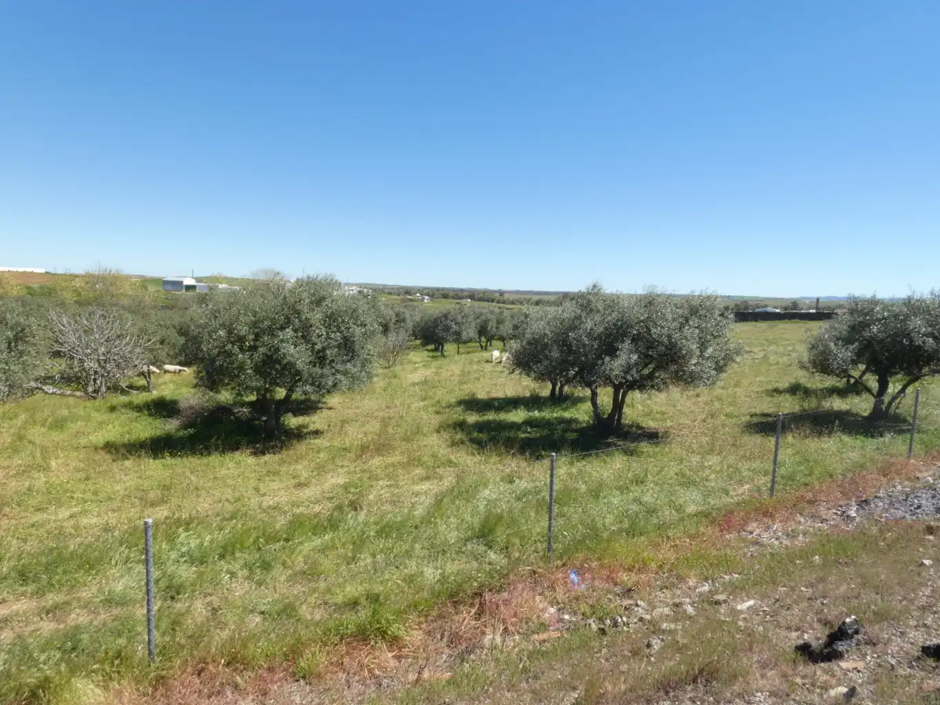Land for sale in Ahillones