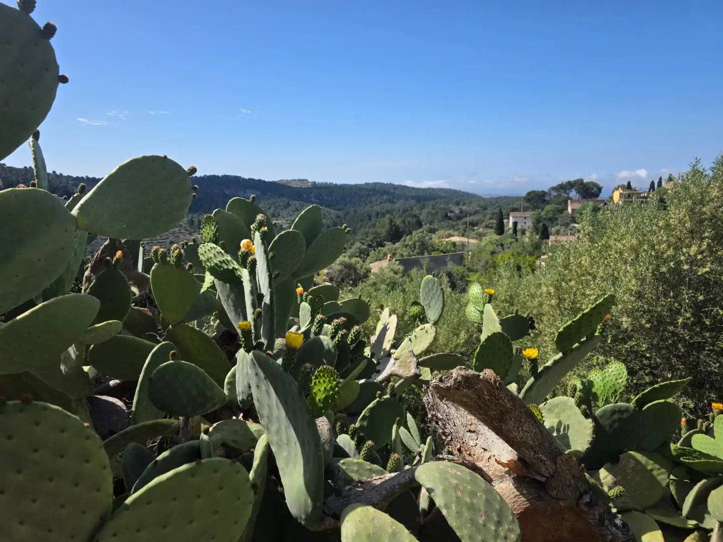 Jardín de Casa o chalet en venta en Puigpunyent con Jardín privado