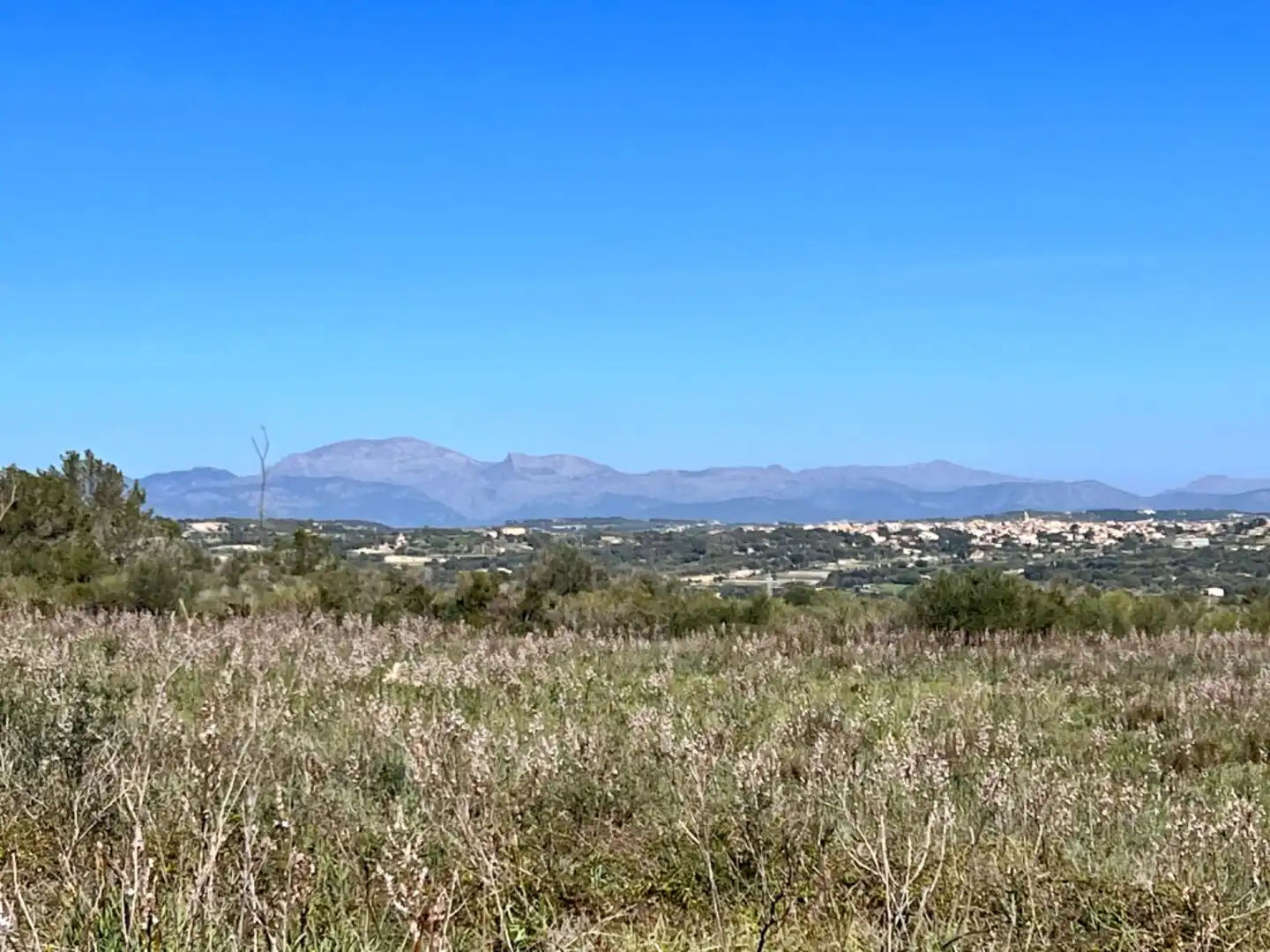 Finca rústica en venta en Petra