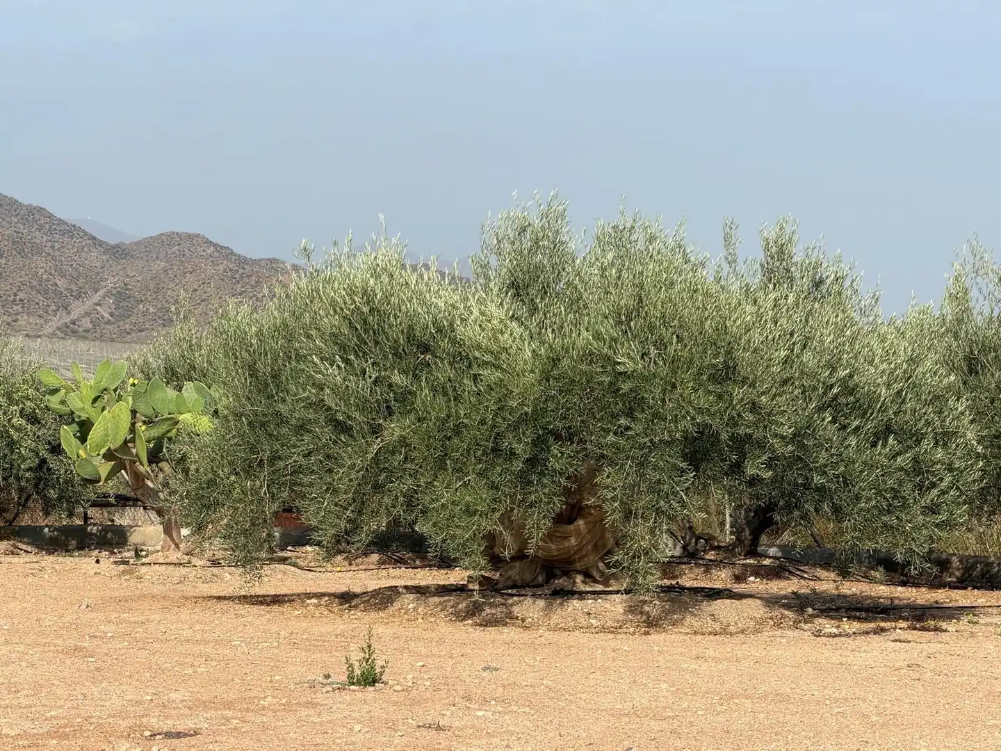 Garten von Haus zum Verkauf in Pulpí pueblo