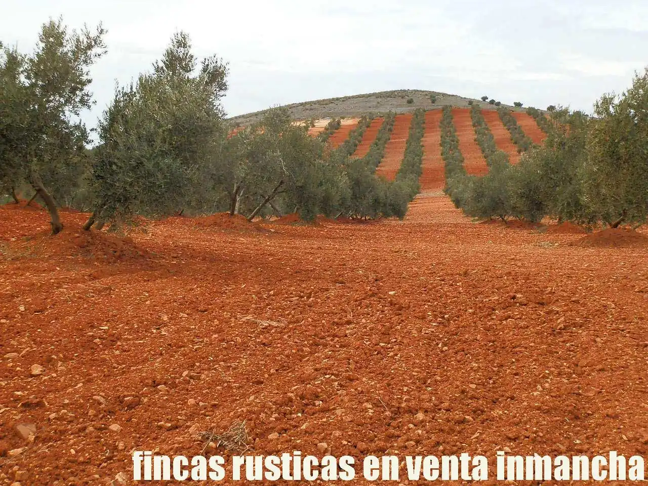 Rural land for sale in Valdepeñas, imagen 13