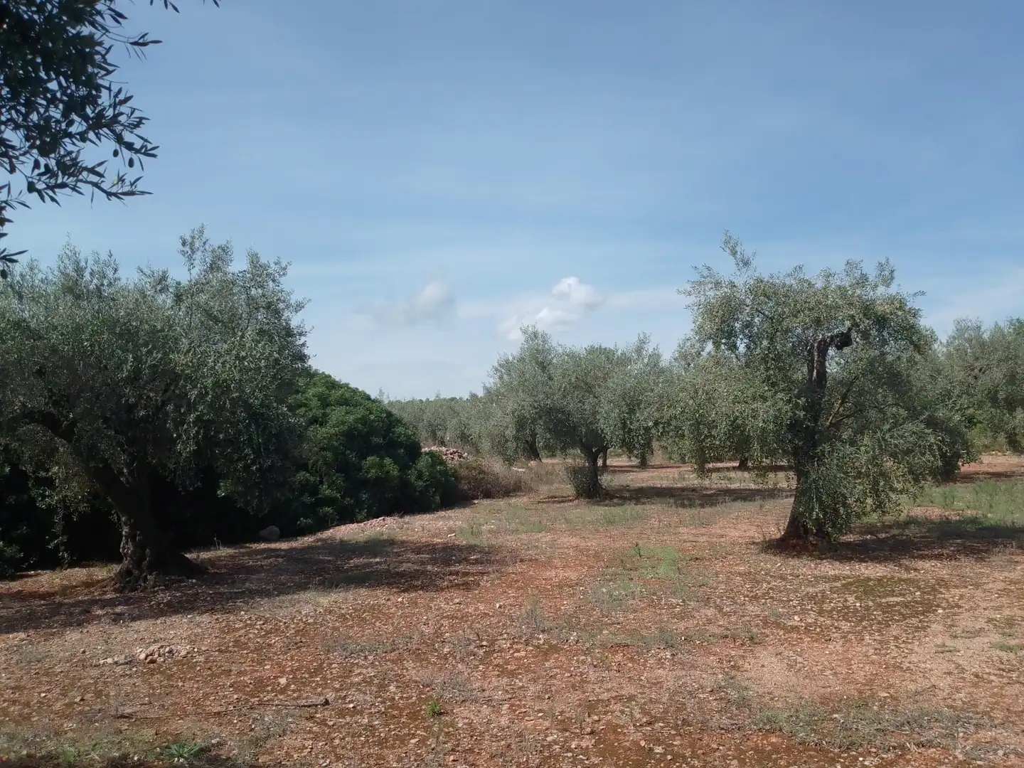 Terreny rústic en venda a Càlig, imagen 8