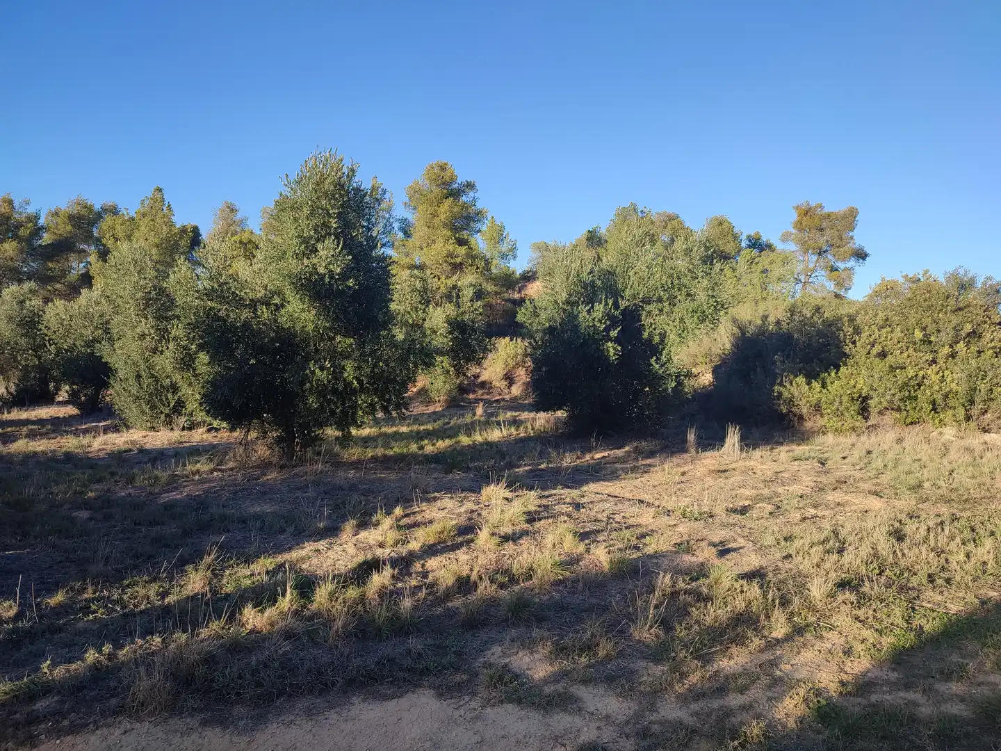 Terreno rústico en venta en L'Albagés, imagen 44