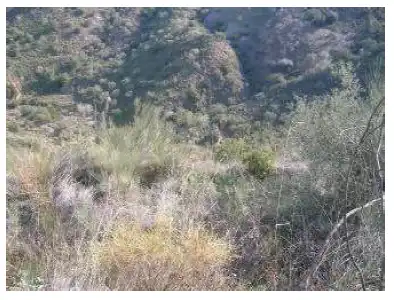 Finca rústica en venta en Periana