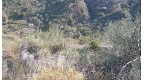 Foto 2 de Finca rústica en venta en Periana, Málaga
