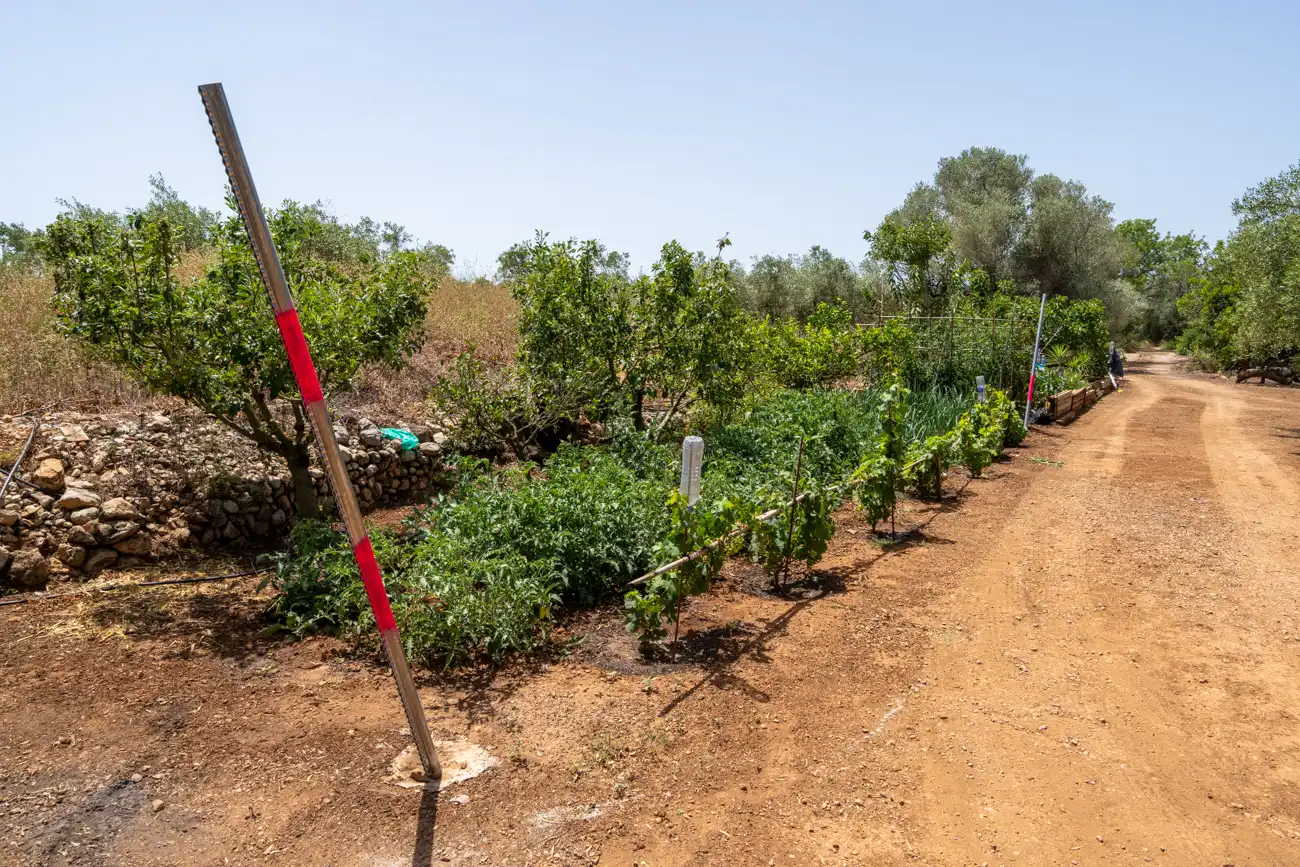 Terreny rústic en venda a Camí Miliana 1, imagen 24