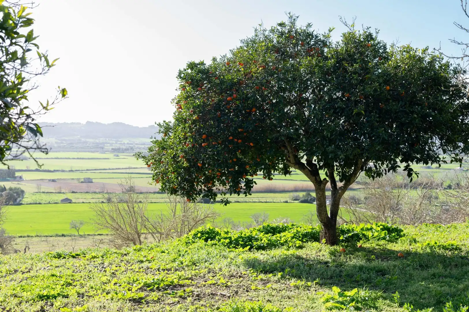 Casa rustica con giardino in vendita a Sineu, imagen 12