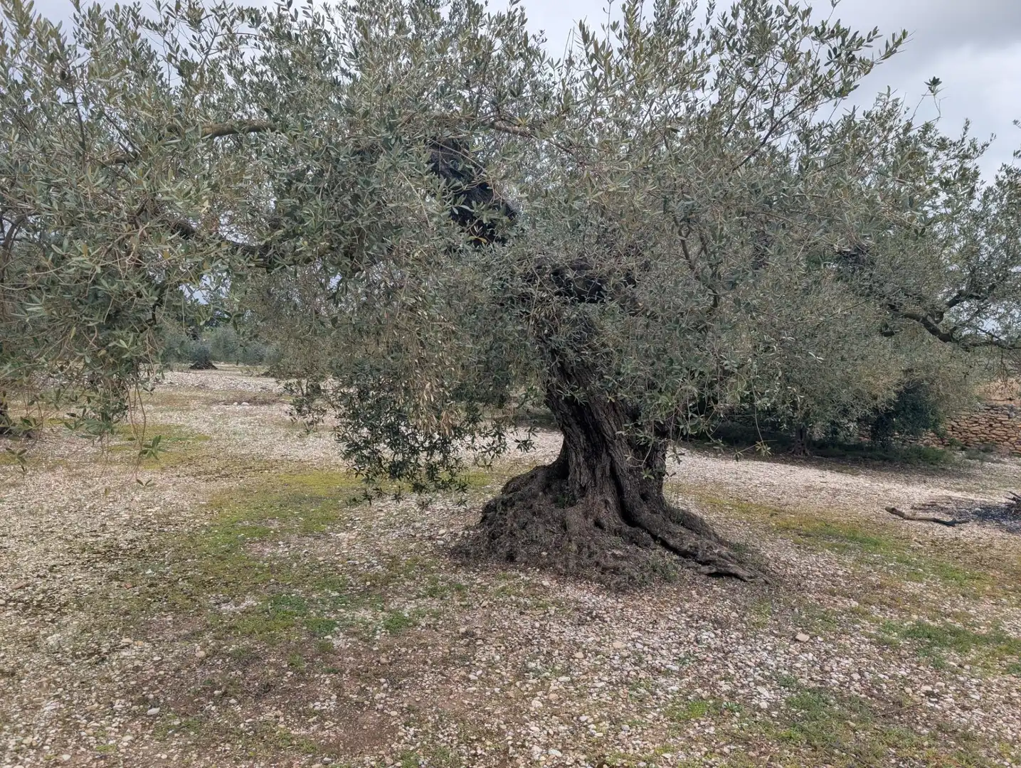 Garten von Grundstücke zum Verkauf in Traiguera