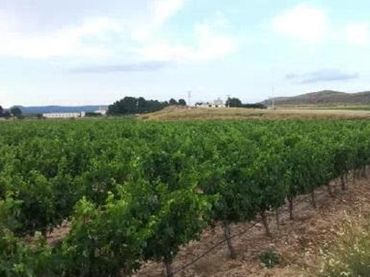 Terreno rustico in vendita a Yecla