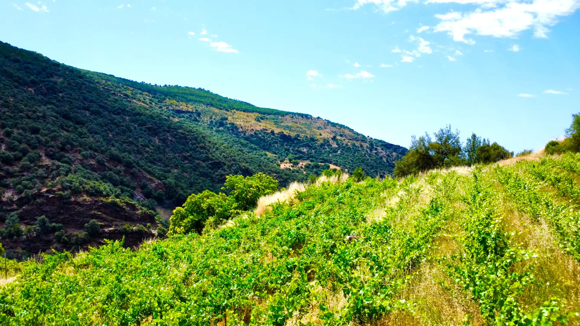 Terreni e lotti in vendita a Alpujarra de la Sierra, imagen 16