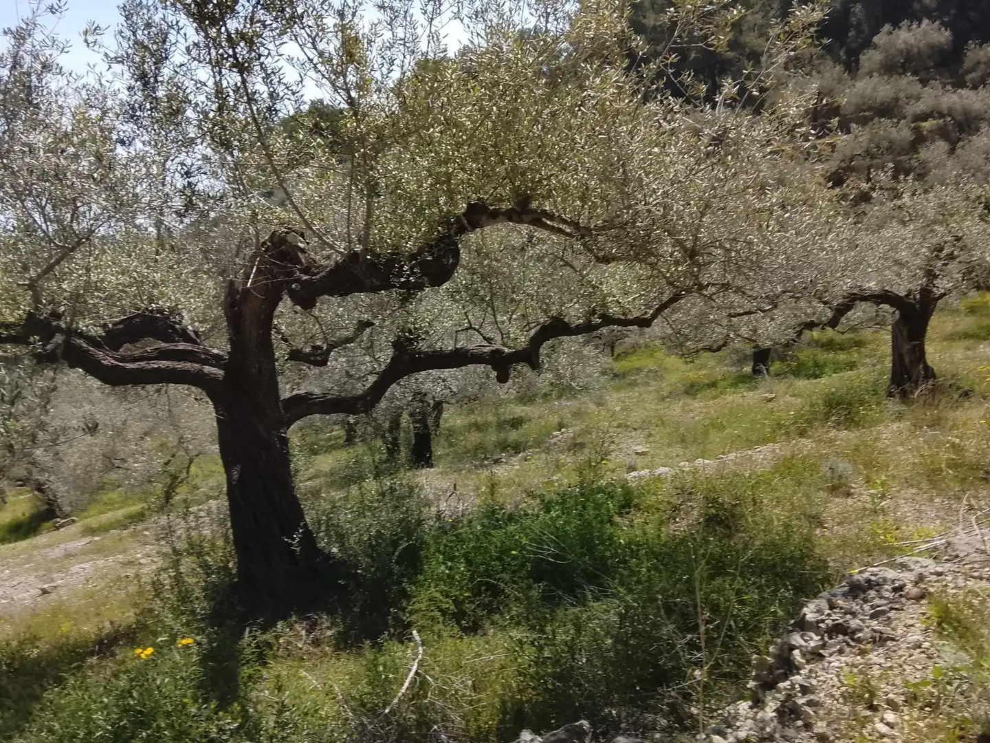 Rural land for sale in l'Aldea, imagen 2