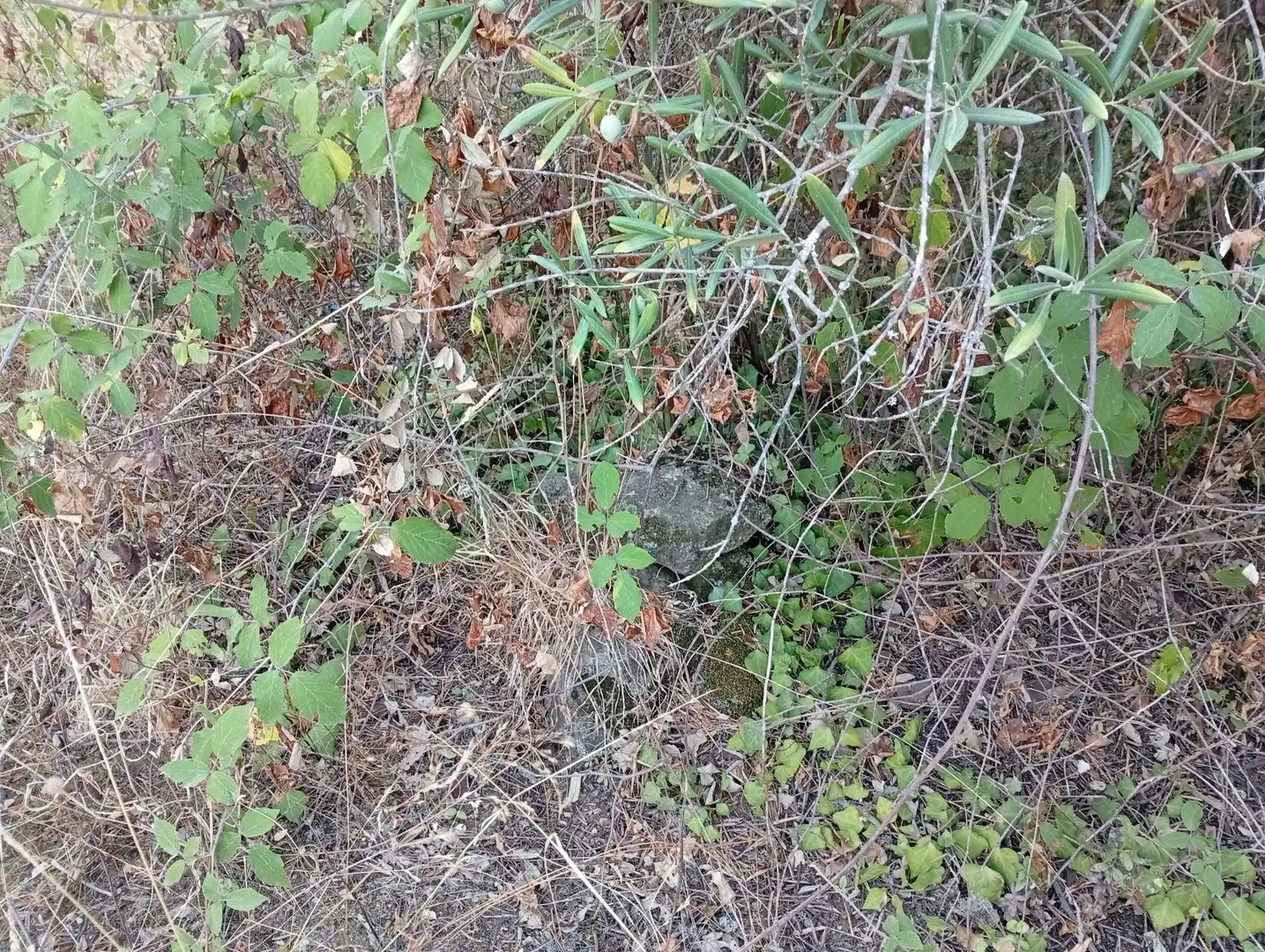 Terreni e lotti in vendita a Villanueva de la Vera, imagen 13