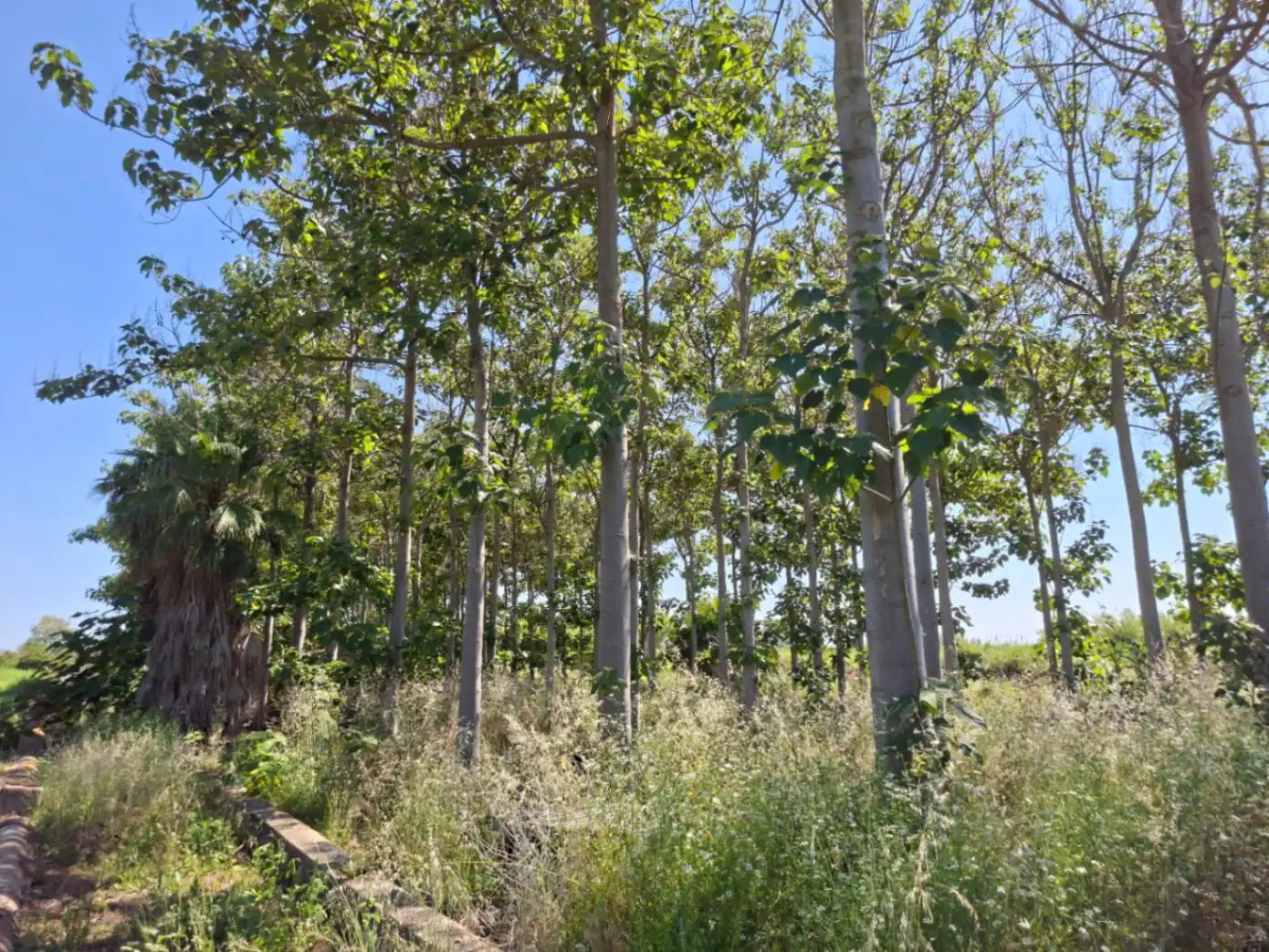 Terreny residencial en venda a Pego, imagen 3