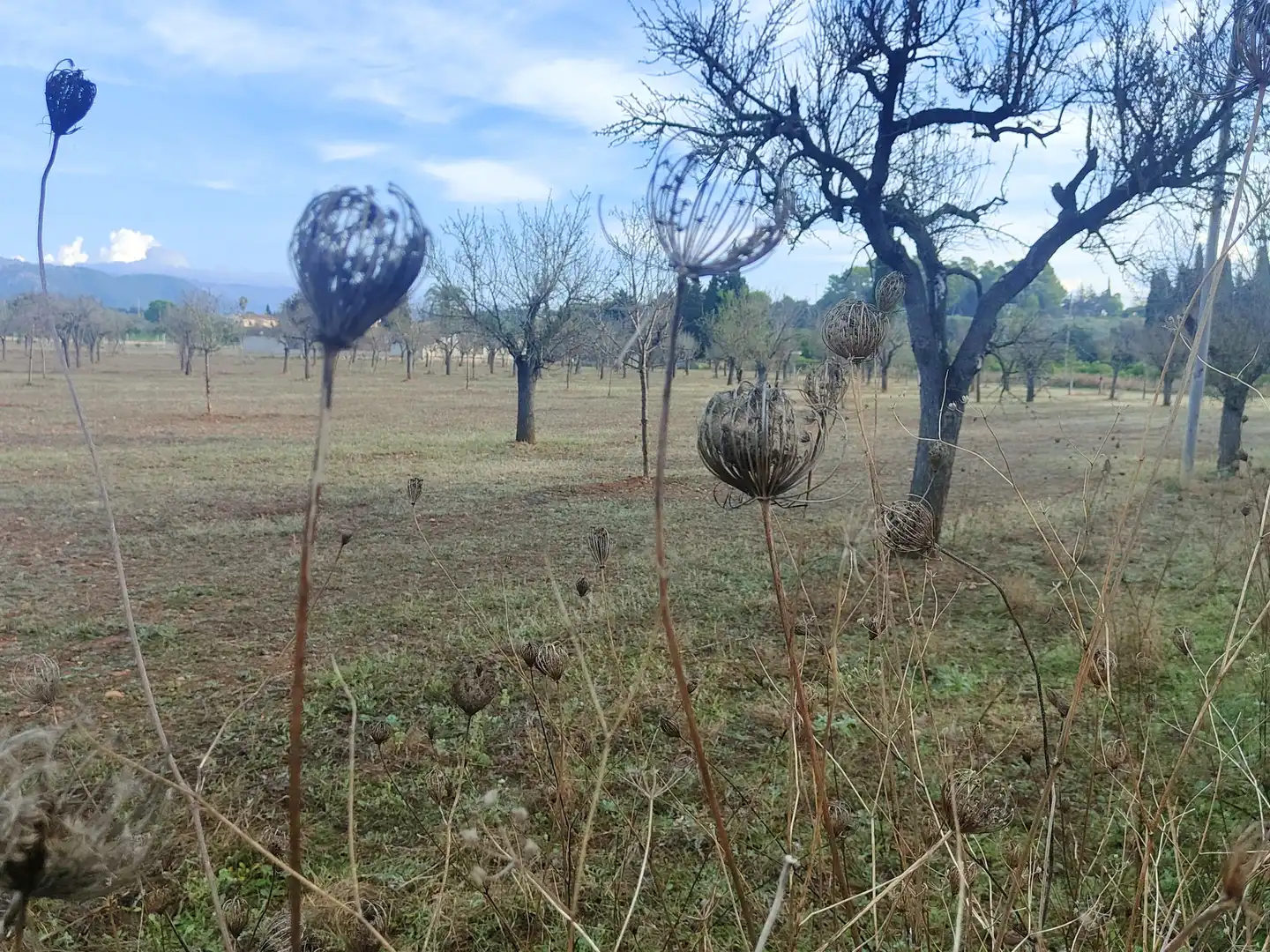 Terrain rustique à vendre à Camí Moscari 26, imagen 24