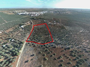 Terreno rustico in vendita a Almensilla