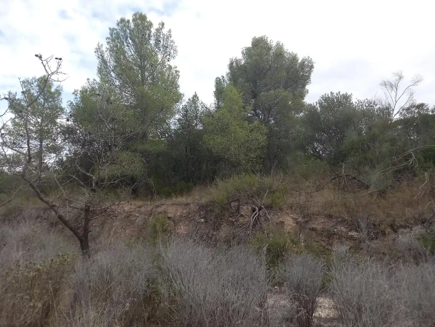 Rural land for sale in Benissanet, imagen 10