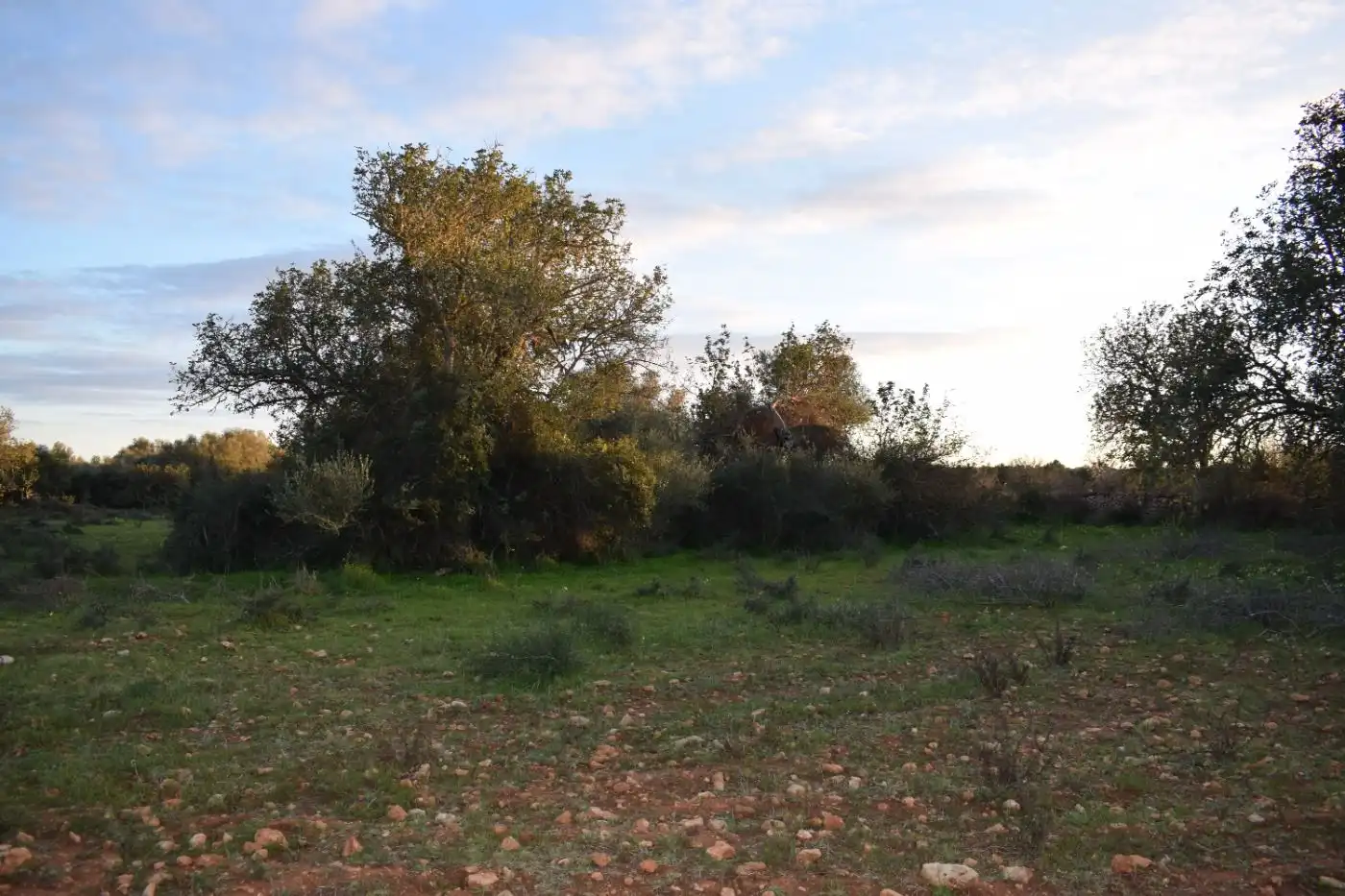 Terreno rústico en venta en Porreres, imagen 14