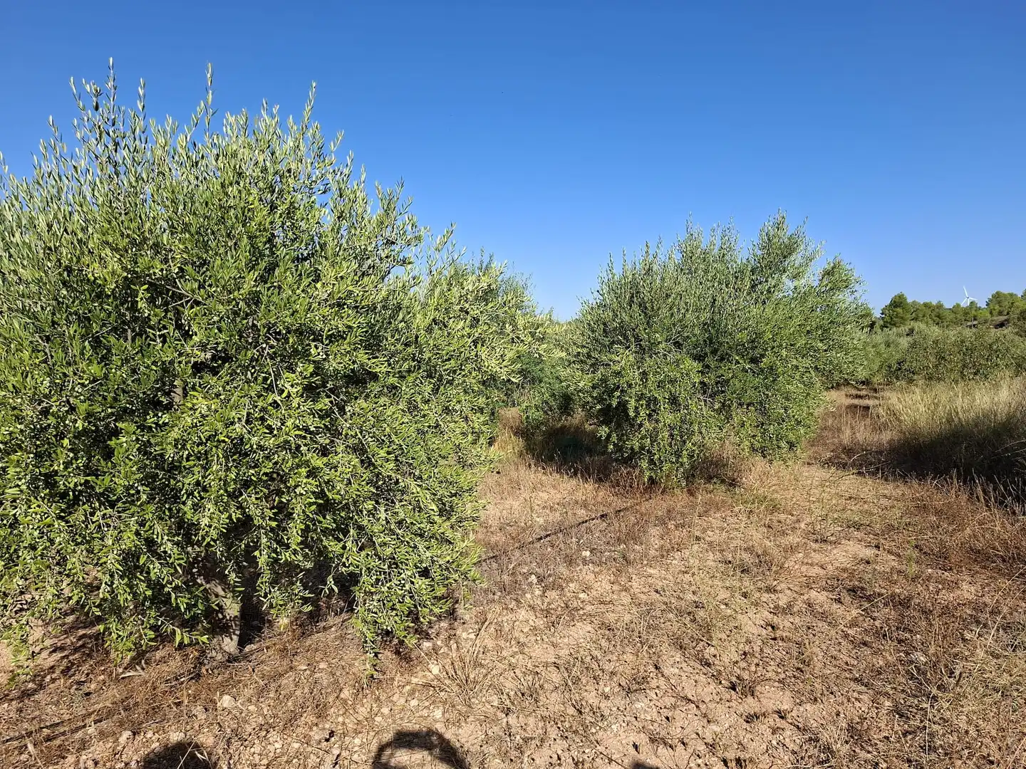 Terreno rustico in vendita a Diseminado Diseminats 6, imagen 21