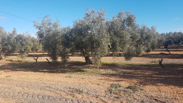 Terreno en Venta en Calle Doctor Carriazo, 21 en Quesada