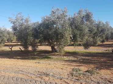 Rural land for sale in Calle Doctor Carriazo 21