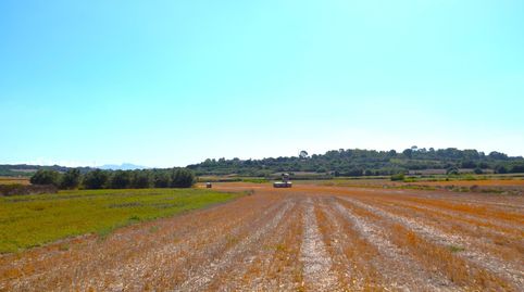 Finca rústica con posibilidad de vivienda en Muro, imatge 2