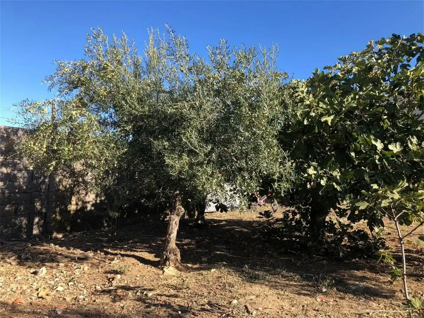 Land for sale in Torrecillas de la Tiesa