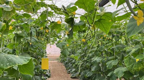 Foto 2 de Residencial en venda a Pozo de los Frailes - Presillas - Albaricoques, Almería