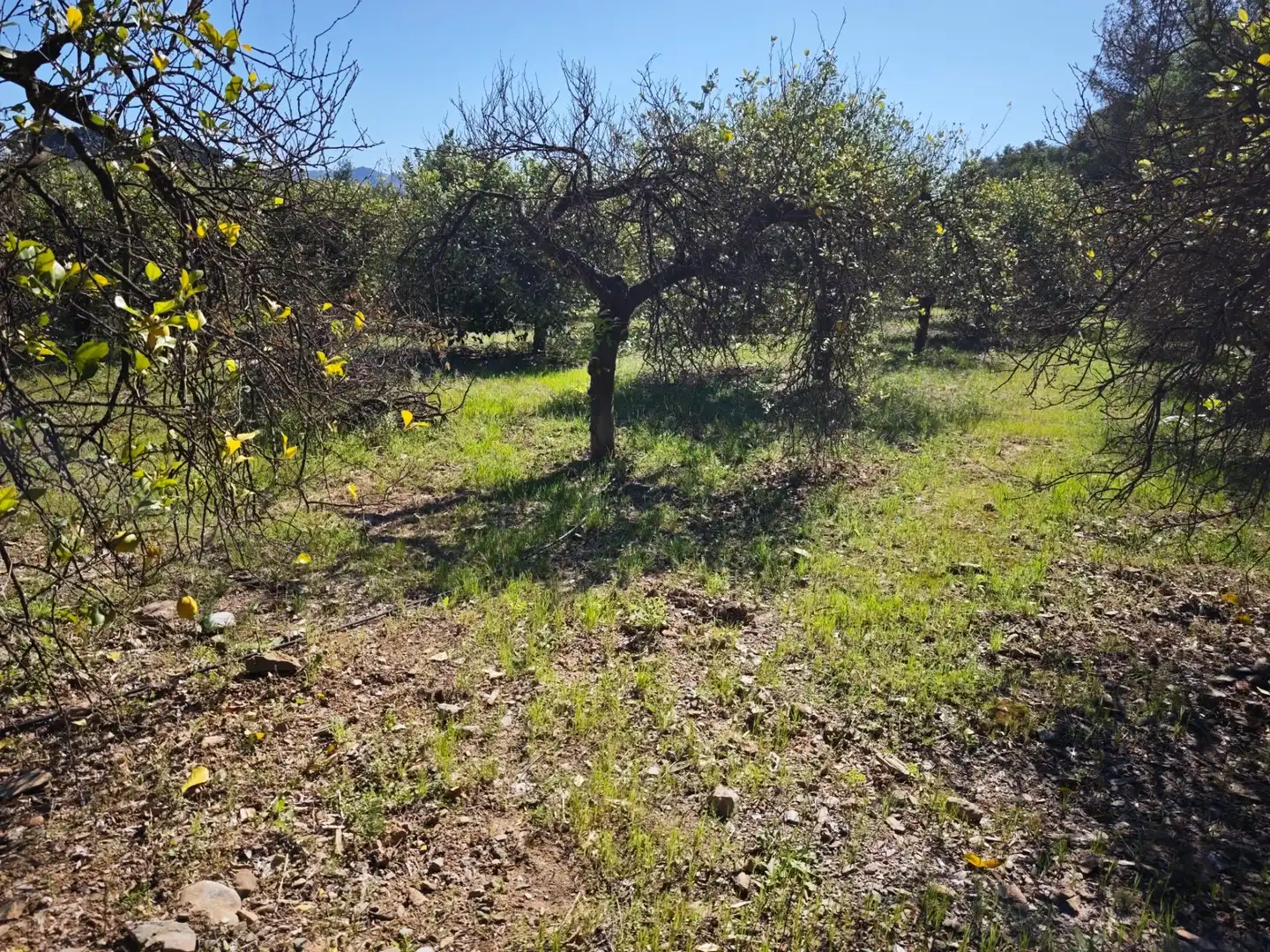 Finca rústica en venda en Cártama