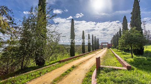 Foto 3 de Finca rústica en venta en Mairena del Alcor, Sevilla