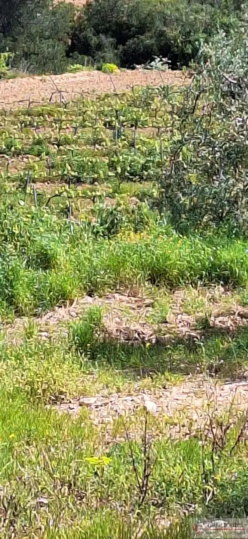 Terrenys i solars en venda a Sant Quintí de Mediona, imagen 14