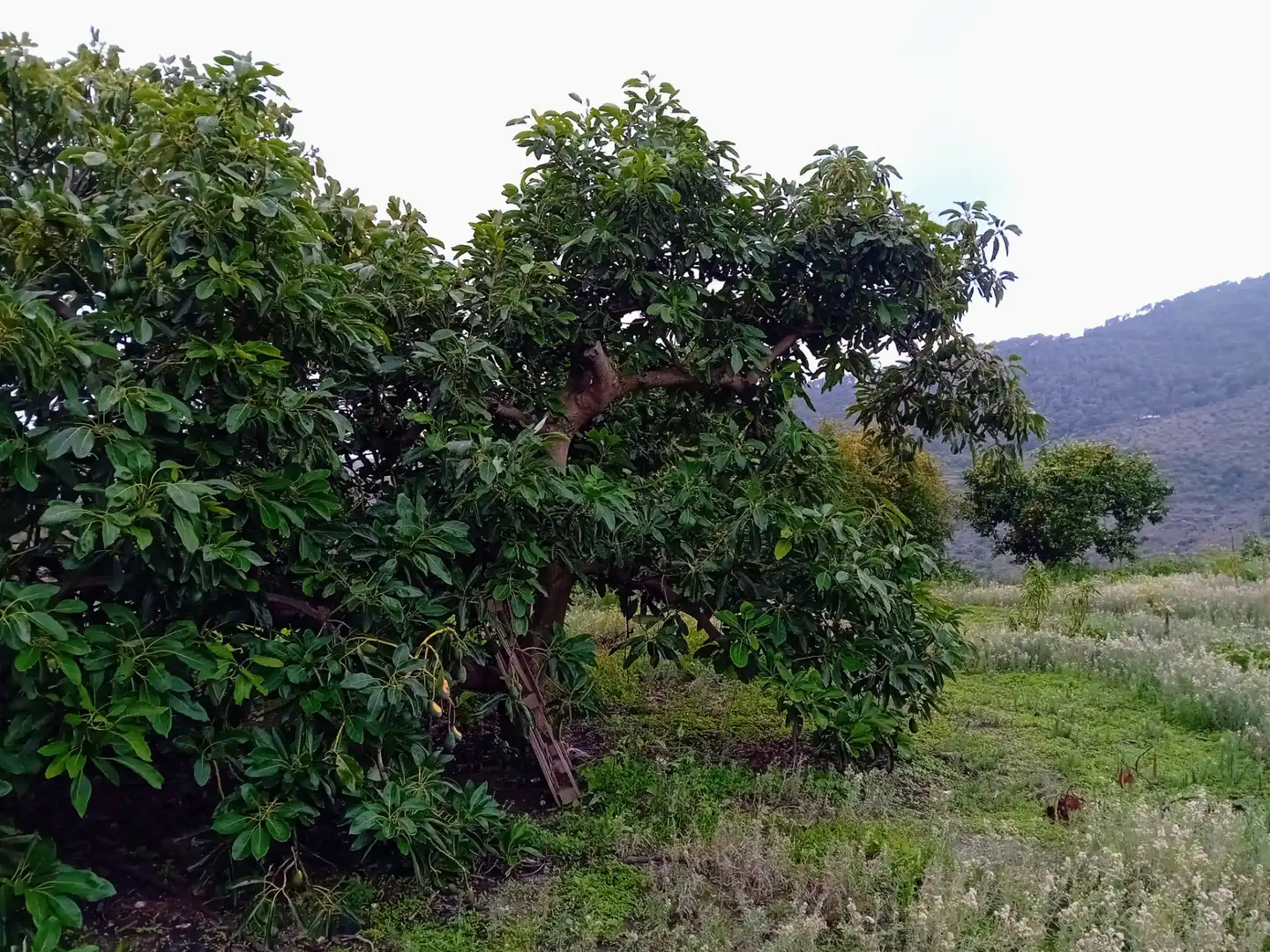 Terreni e lotti in vendita a Yunquera, imagen 14