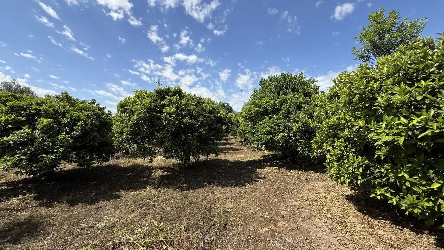 Terrain rustique à vendre à La Pobla Llarga, imagen 7