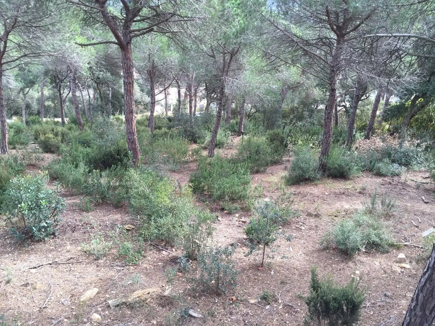 Terreno residencial en venta en Mas Mora - Sant Daniel