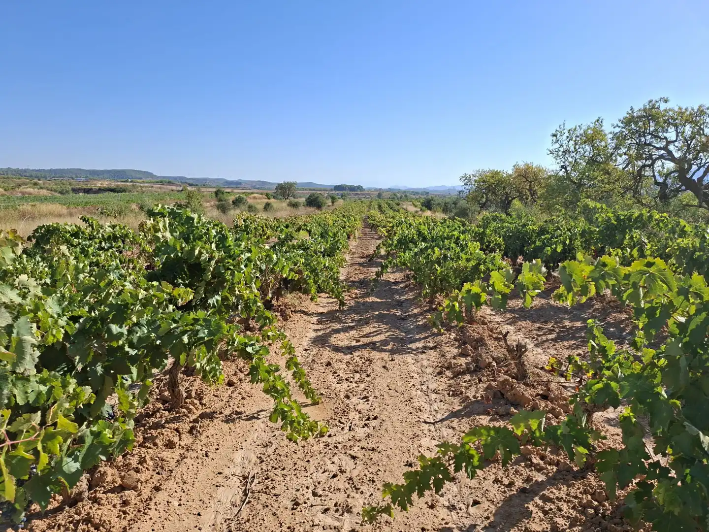 Terreno rustico in vendita a Avinguda d'Aragó 37, imagen 2