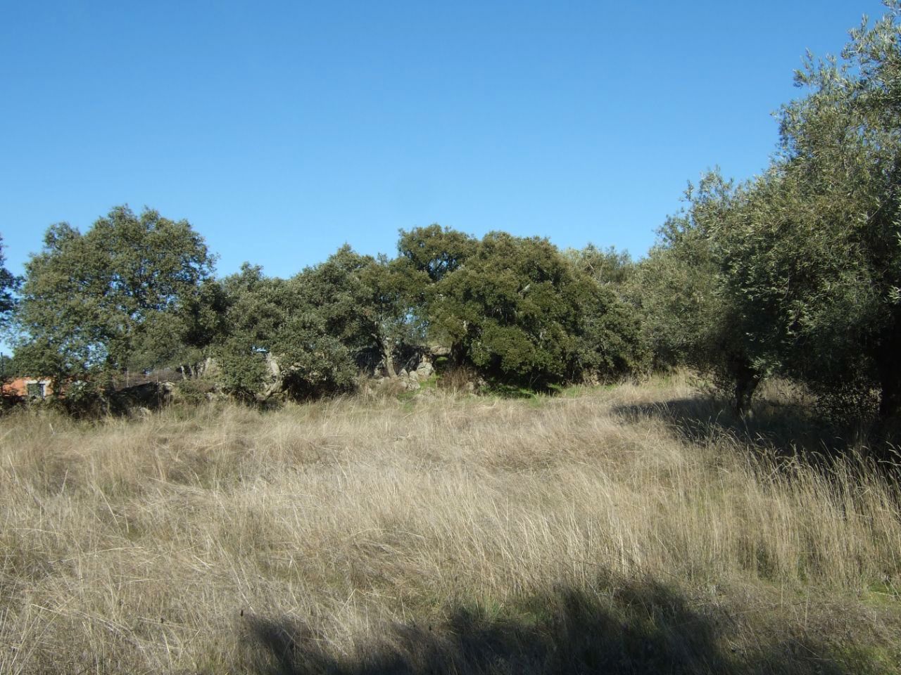 Land for sale in Segurilla