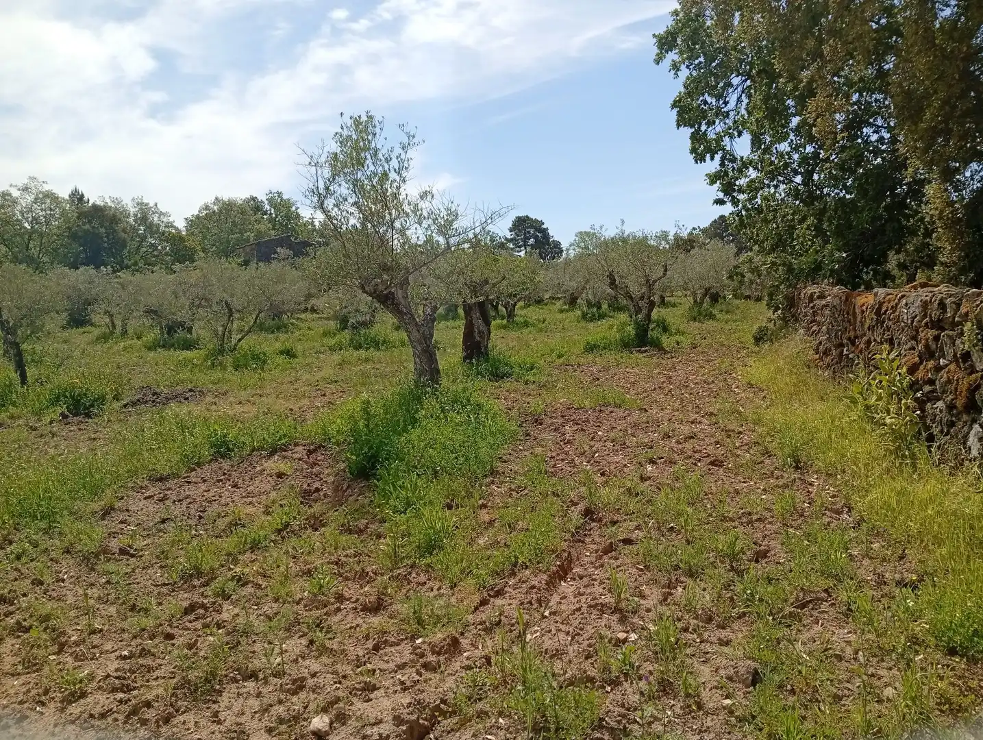 Terreni e lotti in vendita a Villanueva de la Vera, imagen 41