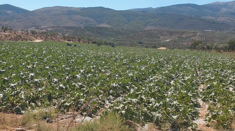 VENTA DE 3 HECTAREAS TIERRA DE CULTIVO EN ABRUCENA. ALMERIA, immagine 2