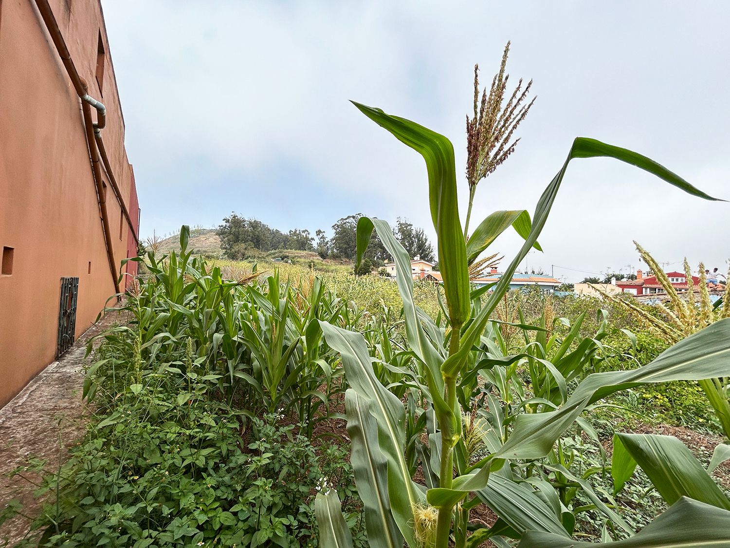 Vista exterior de Finca rústica en venda en San Cristóbal de la Laguna