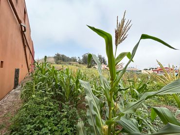 Country house for sale in Calle Lazaro Lopez