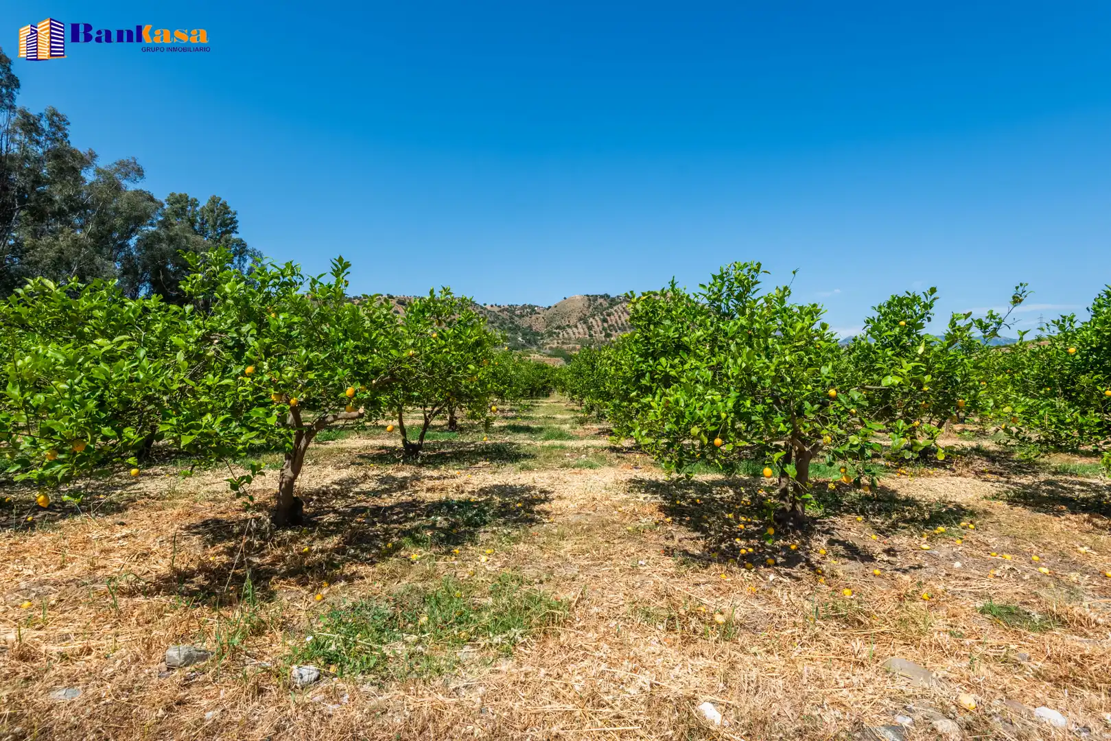 Terreno en venta en Pizarra