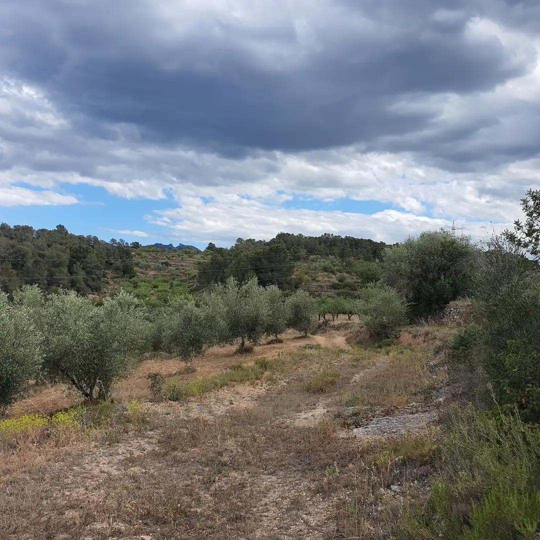Rural land for sale in El Pinell de Brai, imagen 8