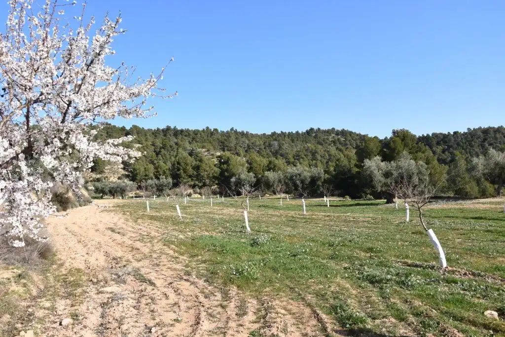 Country homes for sale in La Fresneda