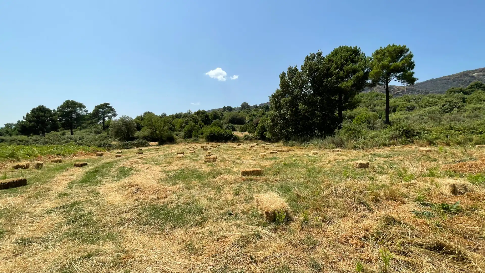 Grundstücke zum Verkauf in El Arenal 