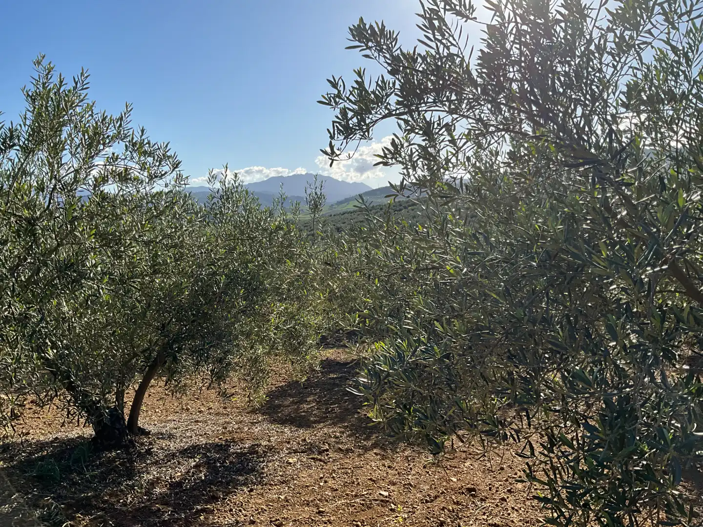 Terreno en venta en Alozaina