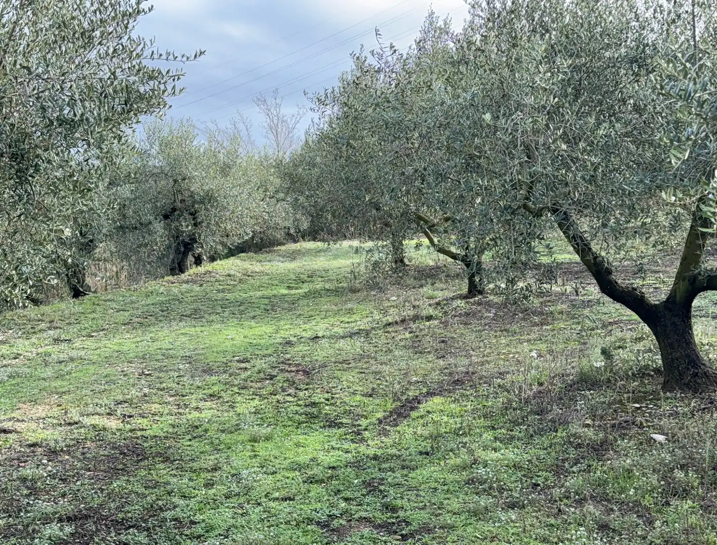 Terrain rustique à vendre à Camí de Vallmoll a Valls 17, imagen 11